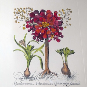 Botany/Sedum - Picture - Botany/Sedum - Etchings flowers and plants - Hand coloured