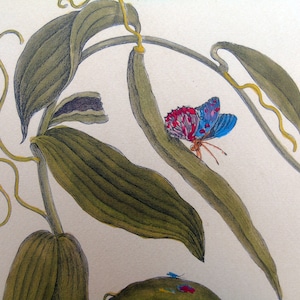 Flowers & Plants ,Volubilis Siliquosa Mexicana,Hand Colored Botanical, Butterflies,interior design ,engraving, home decor botanical