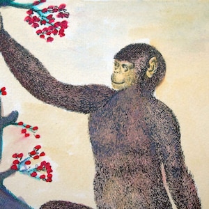 Op de afbeelding: Een zwarte en bruine chimpansee met een lichtbruin gezicht reikt naar rode bessen aan een tak. De chimpansee kijkt naar rechts in de afbeelding.