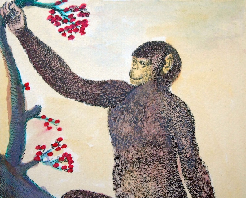 K&ouml;nnte beinhalten: Ein schwarzer und brauner Schimpanse mit einem hellbraunen Gesicht greift nach roten Beeren an einem Ast. Der Schimpanse schaut nach rechts im Bild.