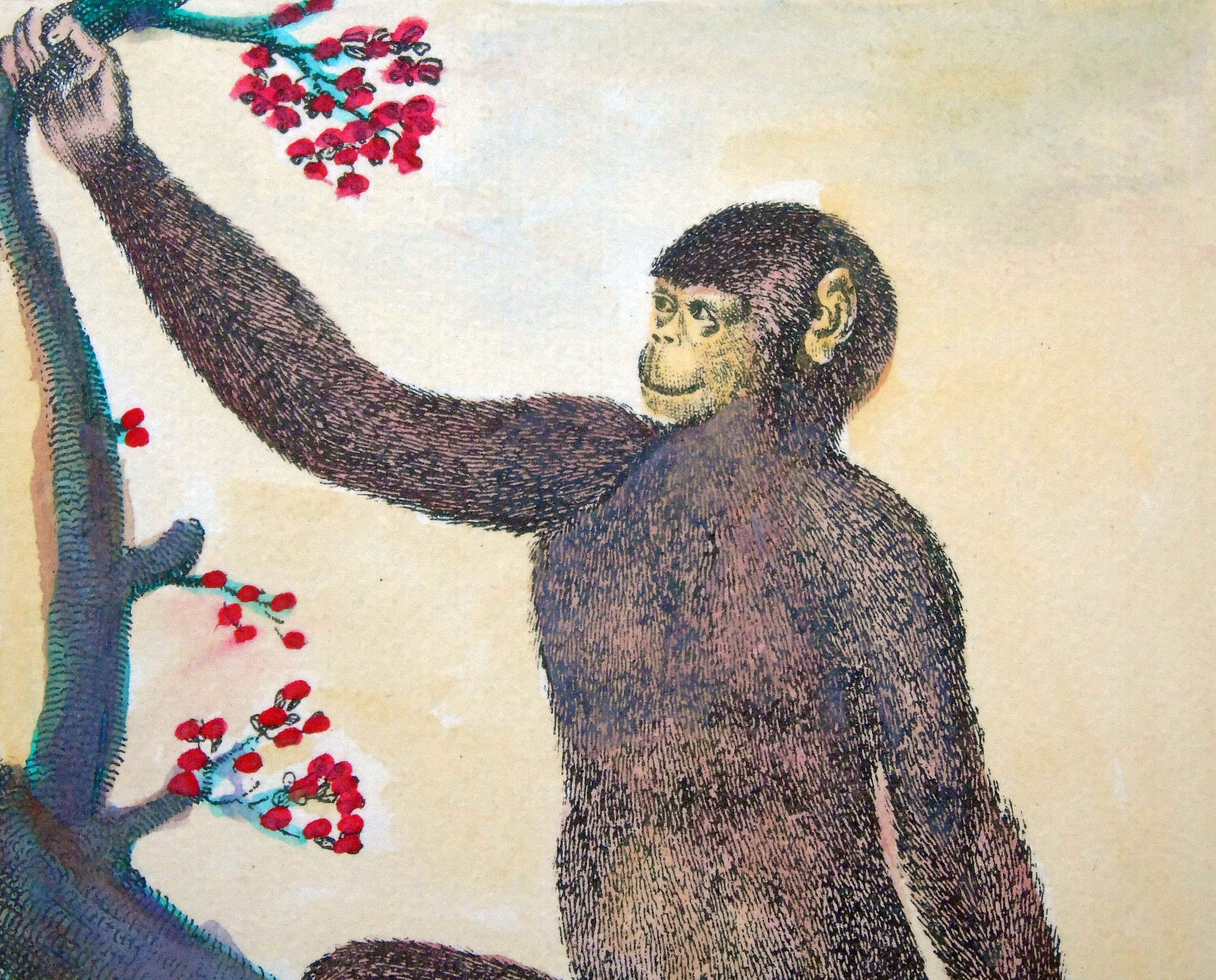 Orang-Utan, Affe, handkolorierte Radierung, Afrika, Affenstiche, Affenradierungen, urzeitliche Affen