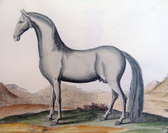 Arabisch, Reitsport, Pferde, Ponys, Araberpferde, Dressur, handgefertigte Radierungen