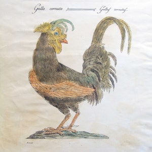 Gallo, gallo cornudo, campo, grabado coloreado a mano, grabado de gallo, gallo animal, gallo de arte de pared, gallo vintage
