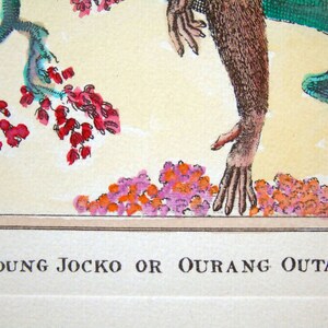 K&ouml;nnte beinhalten: Eine Illustration eines jungen Orang-Utans, oder "Young Jocko", der auf einem Ast mit roten Blumen sitzt. Der Orang-Utan ist gr&uuml;n und braun, mit einem langen, haarigen Arm, der nach unten reicht. Der Text "Young Jocko or Ourang Outang" ist unter dem Bild gedruckt.
