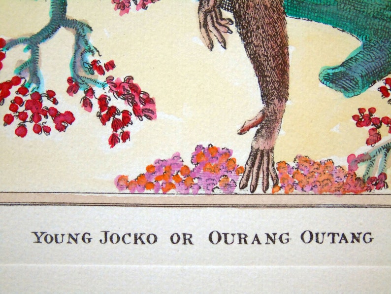 K&ouml;nnte beinhalten: Eine Illustration eines jungen Orang-Utans, oder "Young Jocko", der auf einem Ast mit roten Blumen sitzt. Der Orang-Utan ist gr&uuml;n und braun, mit einem langen, haarigen Arm, der nach unten reicht. Der Text "Young Jocko or Ourang Outang" ist unter dem Bild gedruckt.
