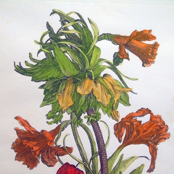 Hand Colored Etching - Etsy