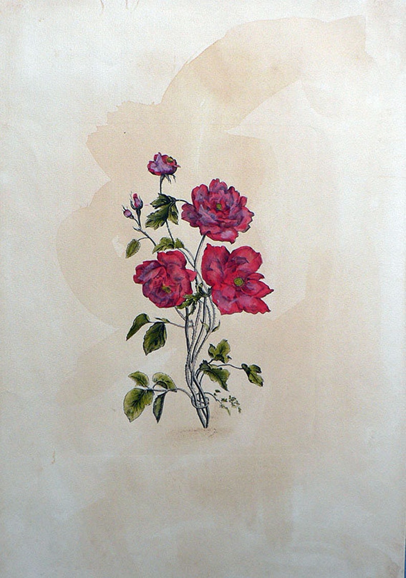Rose Red Rose Etchings Flowers and Plants Hand Colored - Etsy