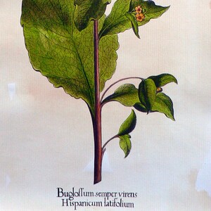 Bugloffum Buglossum sempervirens Etchings flowers and plants Hand color etching image 3