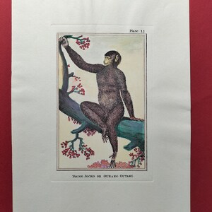 K&ouml;nnte beinhalten: Eine Vintage-Illustration eines jungen Orang-Utans, der auf einem Ast mit roten Bl&uuml;ten sitzt. Die Illustration tr&auml;gt den Titel "Young Jocko or Ourang Outang" und ist mit "Plate 13" beschriftet.