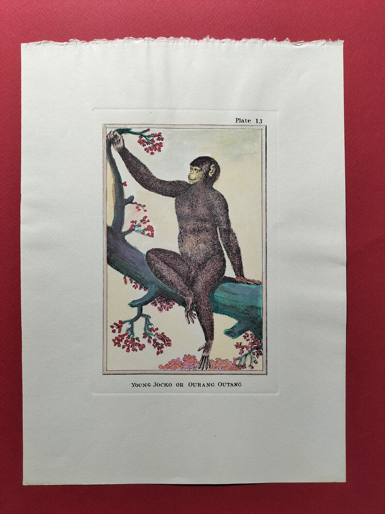 K&ouml;nnte beinhalten: Eine Vintage-Illustration eines jungen Orang-Utans, der auf einem Ast mit roten Bl&uuml;ten sitzt. Die Illustration tr&auml;gt den Titel "Young Jocko or Ourang Outang" und ist mit "Plate 13" beschriftet.