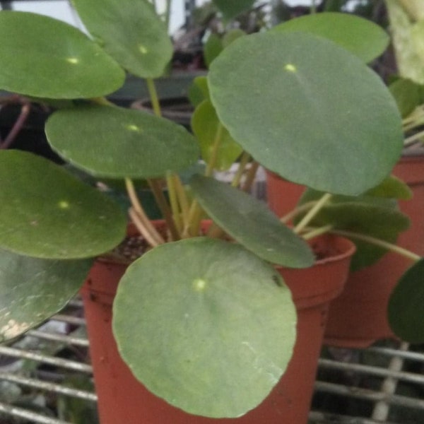 Chinese Money Plant - Pilea Peperomioide