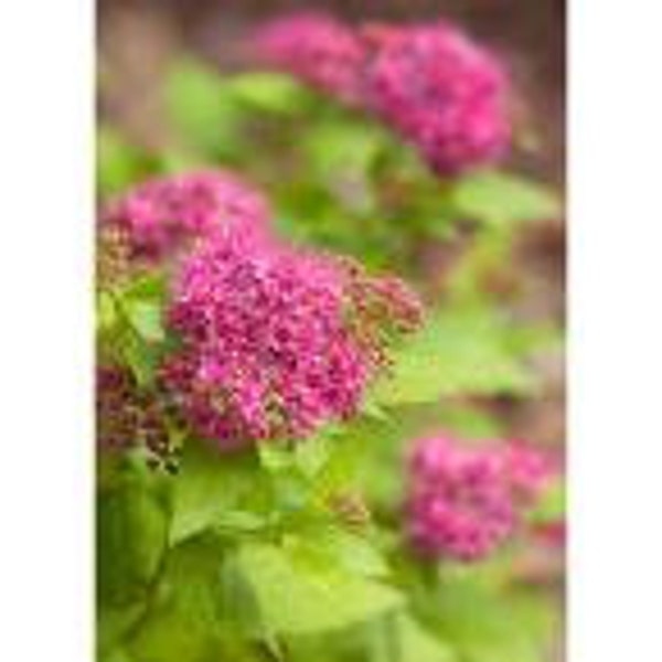 Spirea - Double Play Gold Spirea