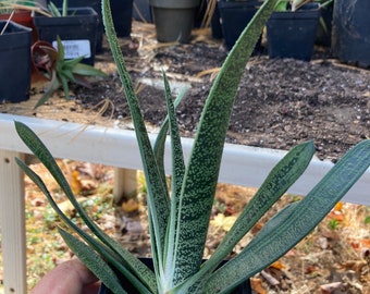 Gasteria - AKA Little Warty