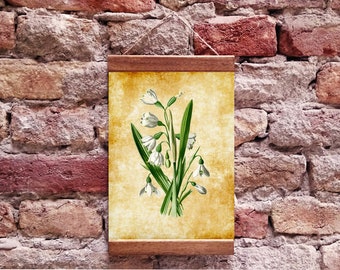 Snowdrop Vintage Botanical Illustration Wood Framed Canvas Print, Vintage Botanical Floral Plant Art Print, Snowdrop Canvas Art