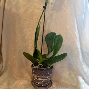 Orchid Pot With Holes, Ceramic Orchid Planter with a suitable saucer pottery