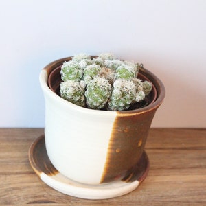 succulent planter ceramic with plate image 4