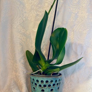 Orchid Pot – Handmade Ceramic Planter with Aeration Holes & Saucer