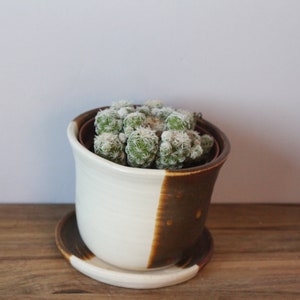 succulent planter ceramic with plate image 3