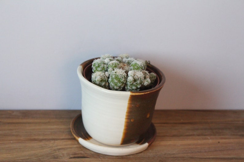 succulent planter ceramic with plate image 3