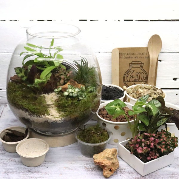 Closed Top Belly DIY Terrarium Kit, 5 Indoor Plants, Terrarium Craft Kit, Birthday Gift For Plant Lover, Terrarium Design Kit
