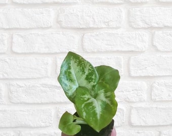 Syngonium Pixie, Terrarium Plant, Foliage Plant for Terrarium, Plants for Terrariums, Terrarium Plant Supply