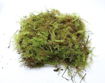 Live Sheet Moss, Terrarium Moss, Moss for Terrarium, Terrarium Supplies, Live Moss for Terrariums, Terrarium Moss Supply