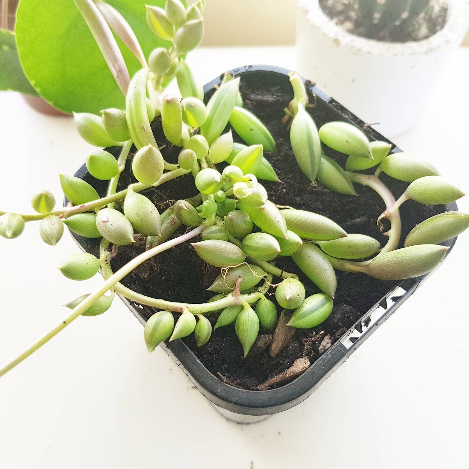 String of Beans Senecio radicans Trailing succulent Plant