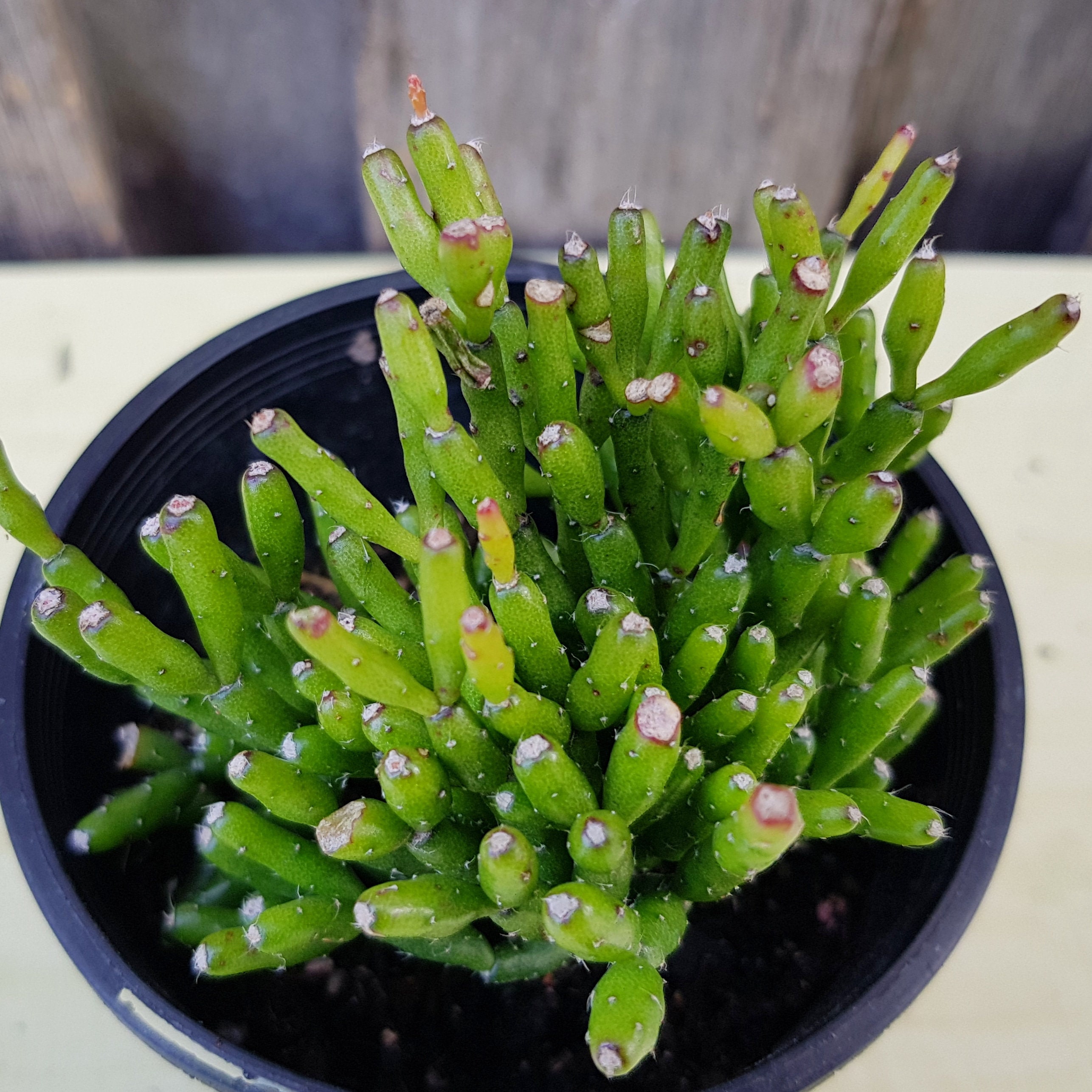 Rhipsalis Cereuscula, Coral Cactus, Succulent, Gardener, Plant Lover, Living Gift, Rhipsalis Cereuscula, Coral Cactus, Succulent, Gardener, Plant Lover, Living Gift,