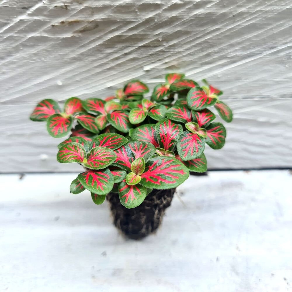 Fittonia 'flammule' Terrarium Building Terrarium Etsy Australia