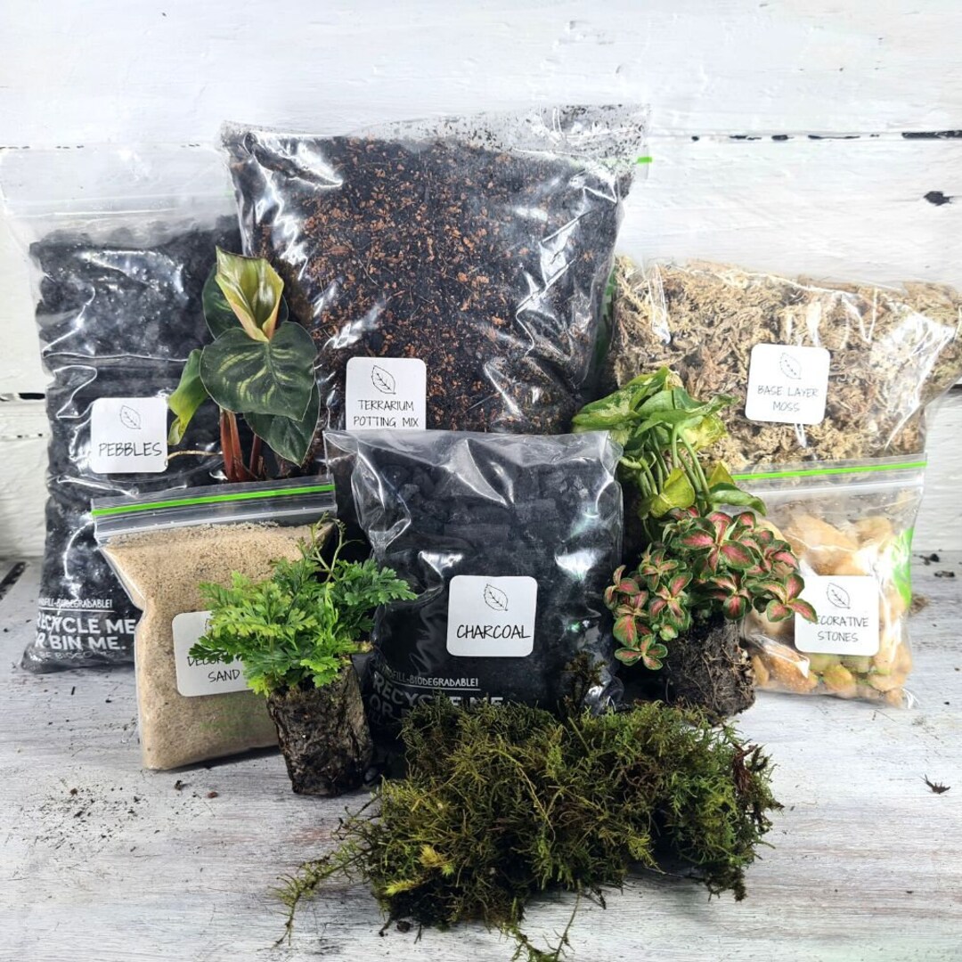 4 Plants With Terrarium Supplies, 4 Terrarium Plants, Terrarium