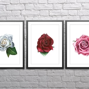 Rose Paintings - Red, White, Pink - Giclée Print