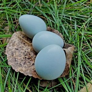 Fresh Celadon Quail Eggs