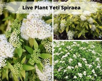 Spirea Plants Etsy