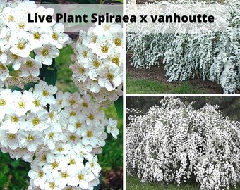 White Spiraea Etsy