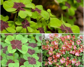 Oxalis Bulb Etsy