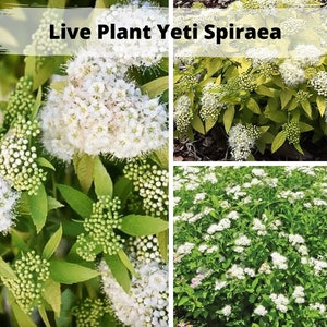 Live Starter Plant Spirea Ogon Spiraea Thunbergii Mellow Etsy Live Starter Plant Spirea Ogon Spiraea Thunbergii Mellow Etsy