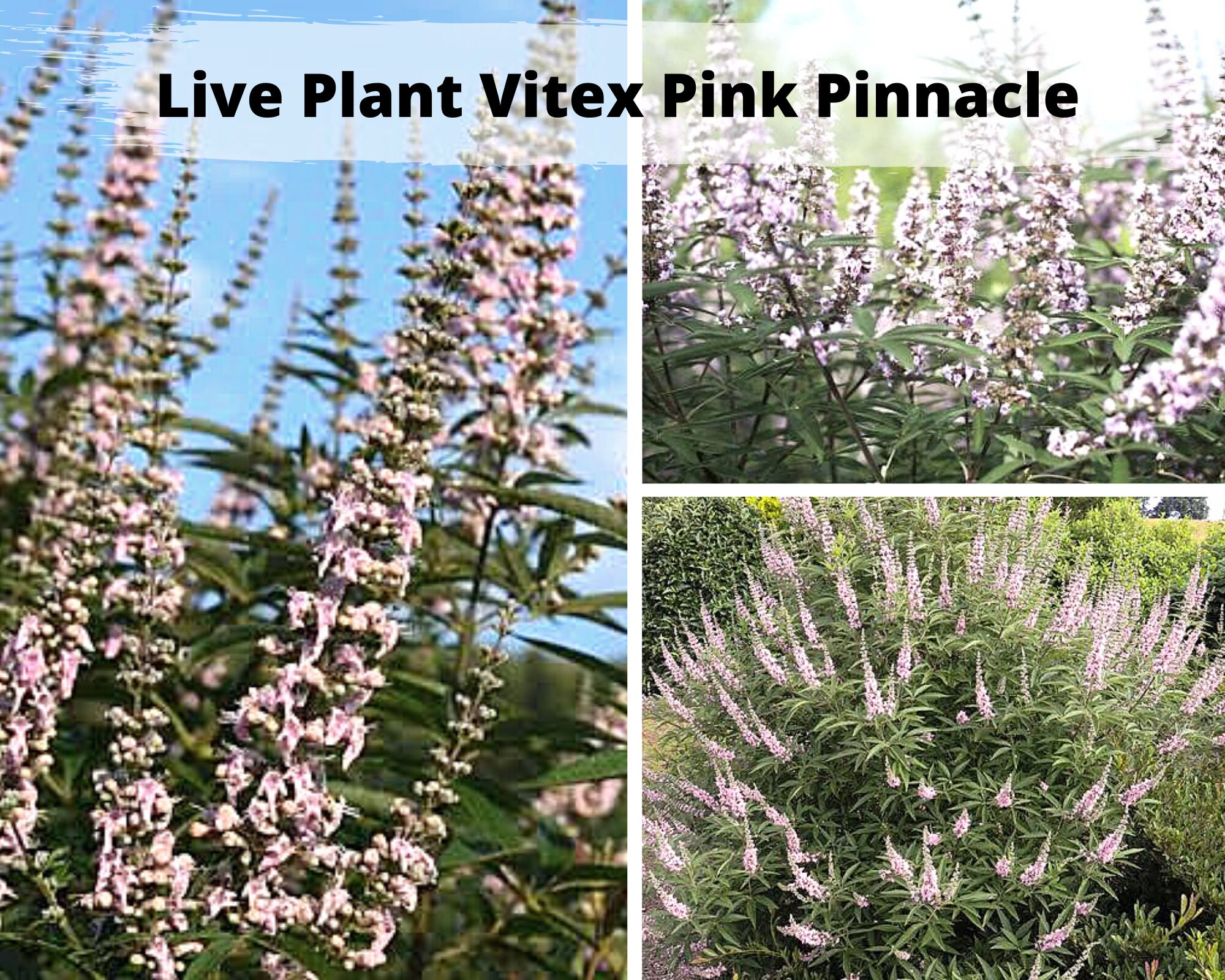Live Starter Plant Vitex Pink Pinnacle Dwarf Chaste Tree | Etsy