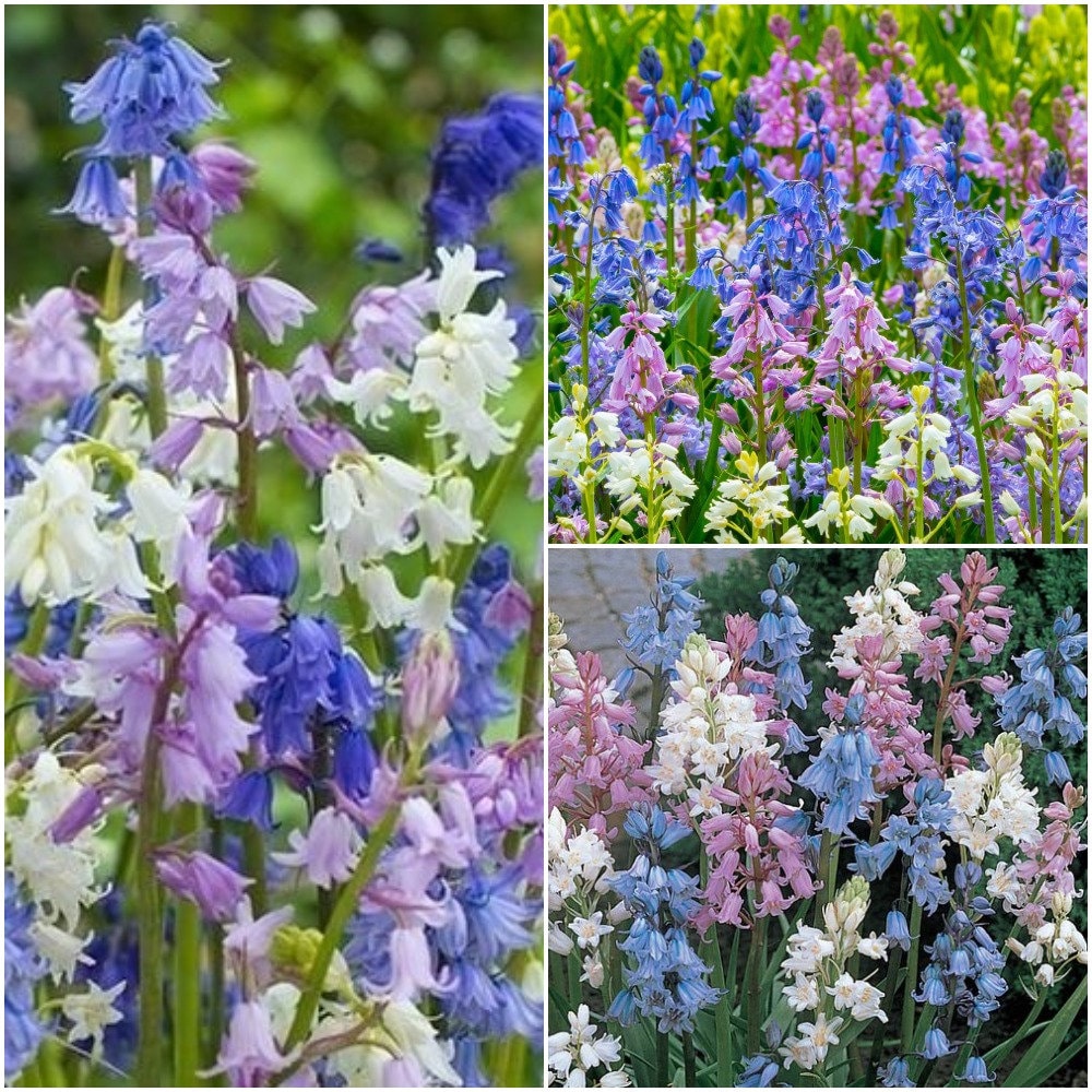 Wood Hyacinth bulbs Hyacinthoides hispanica Mix Color Bulbs Etsy