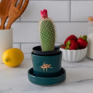 Planter kleine insecten, bloempot