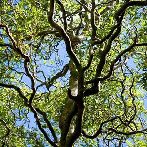 20 Corkscrew Willow Live Cuttings Trees Ready to Plant Etsy