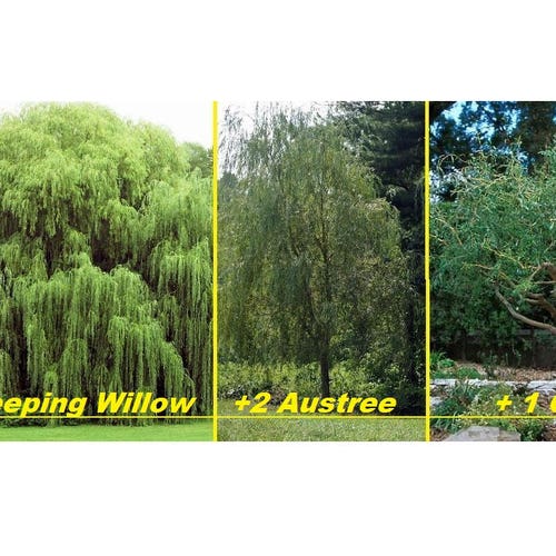 5 Live Willow Tree Plants 2 Weeping Willows 2 Hybrid Etsy