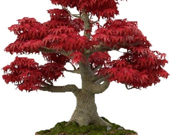 Bonsai tree | Etsy Bonsai tree | Etsy