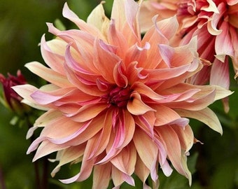 Red Dahlia Seeds 50 Seeds Dahlia Pinnate Beautiful Flower Garden Seeds A272
