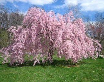 Weeping Cherry Tree Etsy