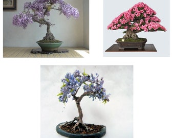 Lennard S Bonsai Beginnings Buddleja Saligna