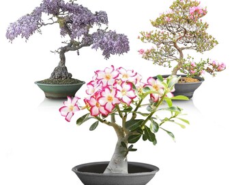 Wisteria Bonsai Etsy