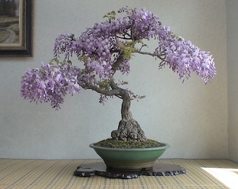 Mifutu Seed Sand Plants Perennial Bonsai Mini Purple Maple Seeds Bonsai Outdoor Plant Seeds Trees