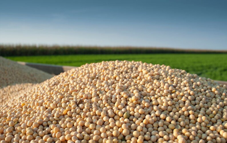 CZ Grain Soybeans Perfect for Making Soy Milk Cooking or Etsy