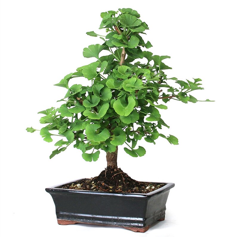 Bonsai Gingko Biloba Tree Seeds to Plant 5 Seeds Edible Etsy Ireland