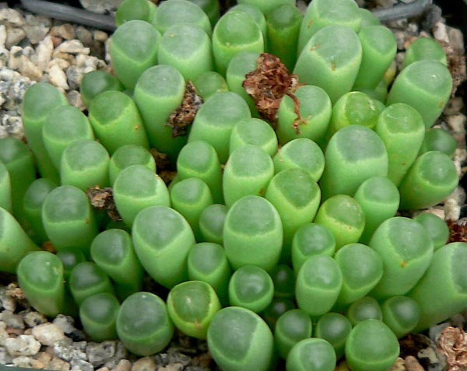 Baby Toes Succulent Seeds for Planting 30 Seeds Ships Etsy